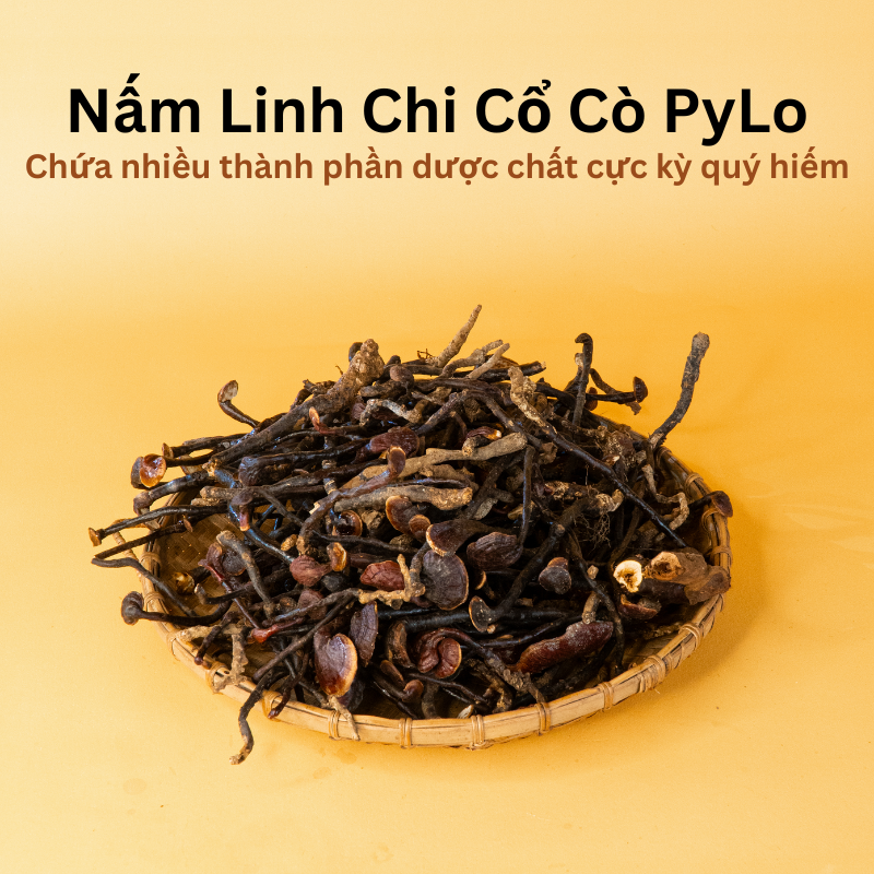 Nấm Linh Chi Cổ Cò PyLo