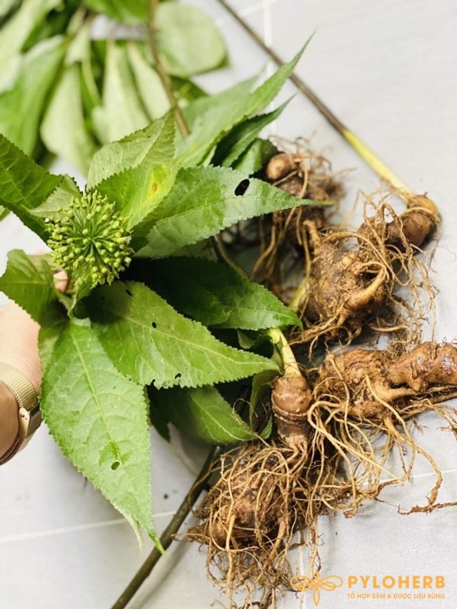 Sâm Ngọc Linh Bán Tự Nhiên