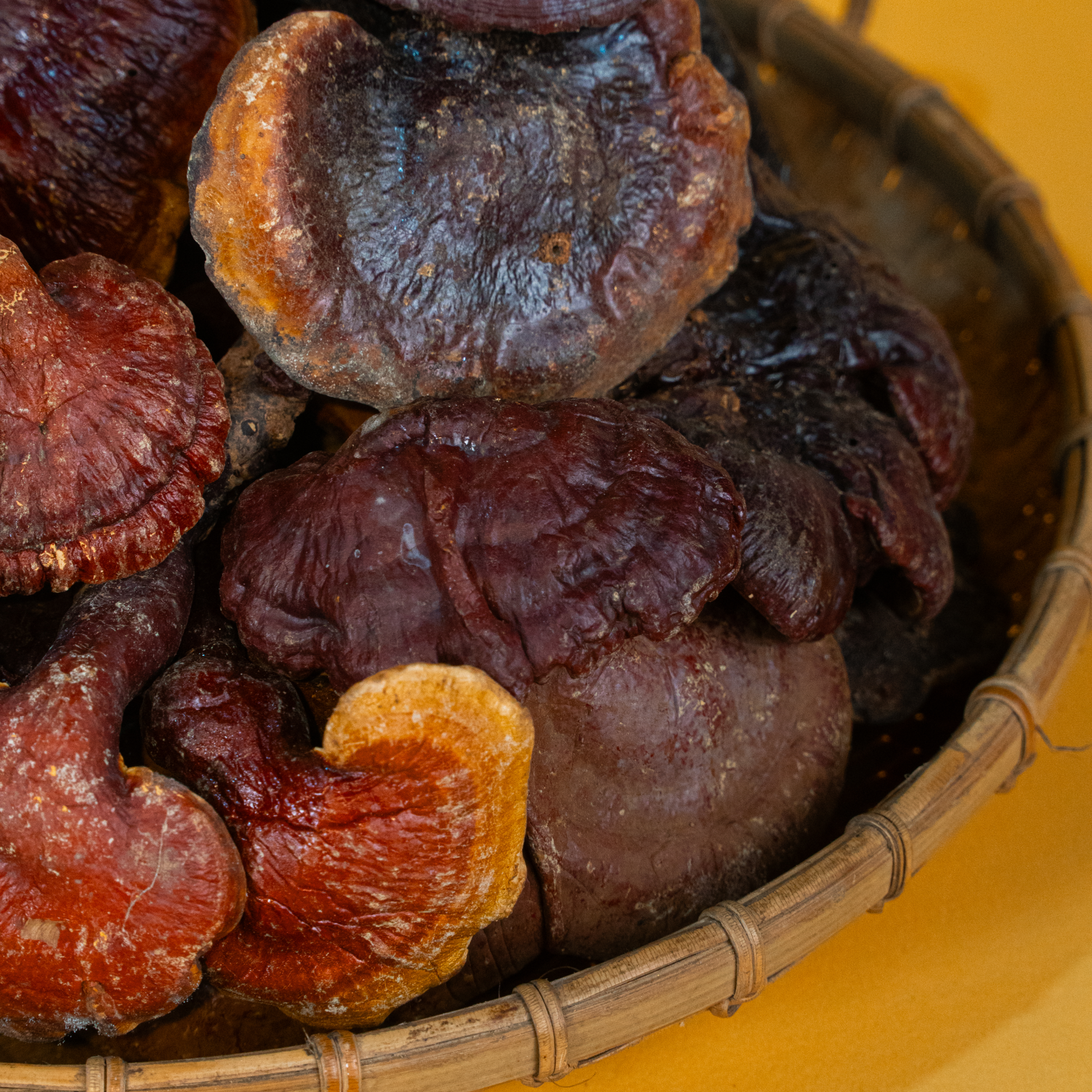 Nấm Lim Xanh Tự Nhiên PyLo