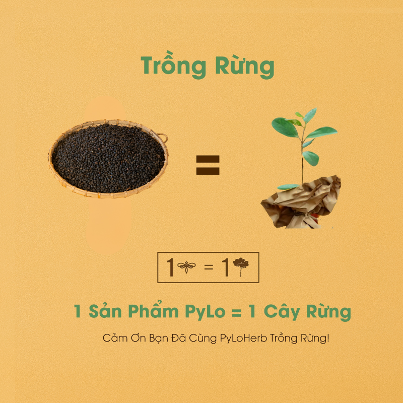 Tiêu Rừng Măng Đen PyLo ( quả Màng Tang )