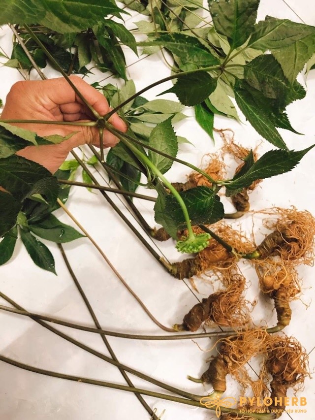 Sâm Ngọc Linh Bán Tự Nhiên