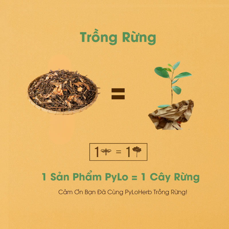 Giảo Cổ Lam Măng Đen PyLo