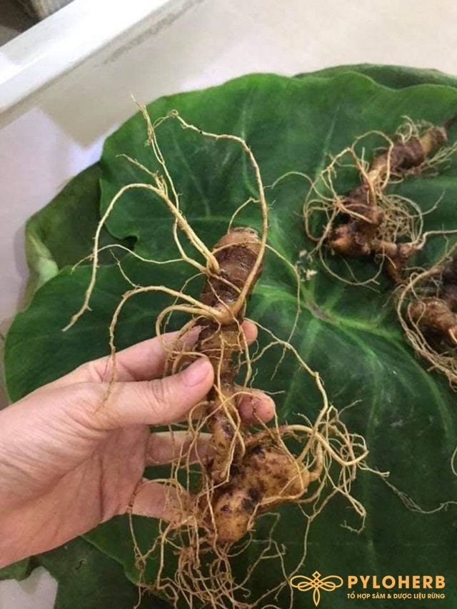 Sâm Ngọc Linh Bán Tự Nhiên