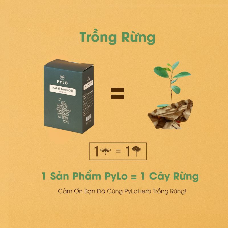 Hạt Bí Rang Củi PyLo