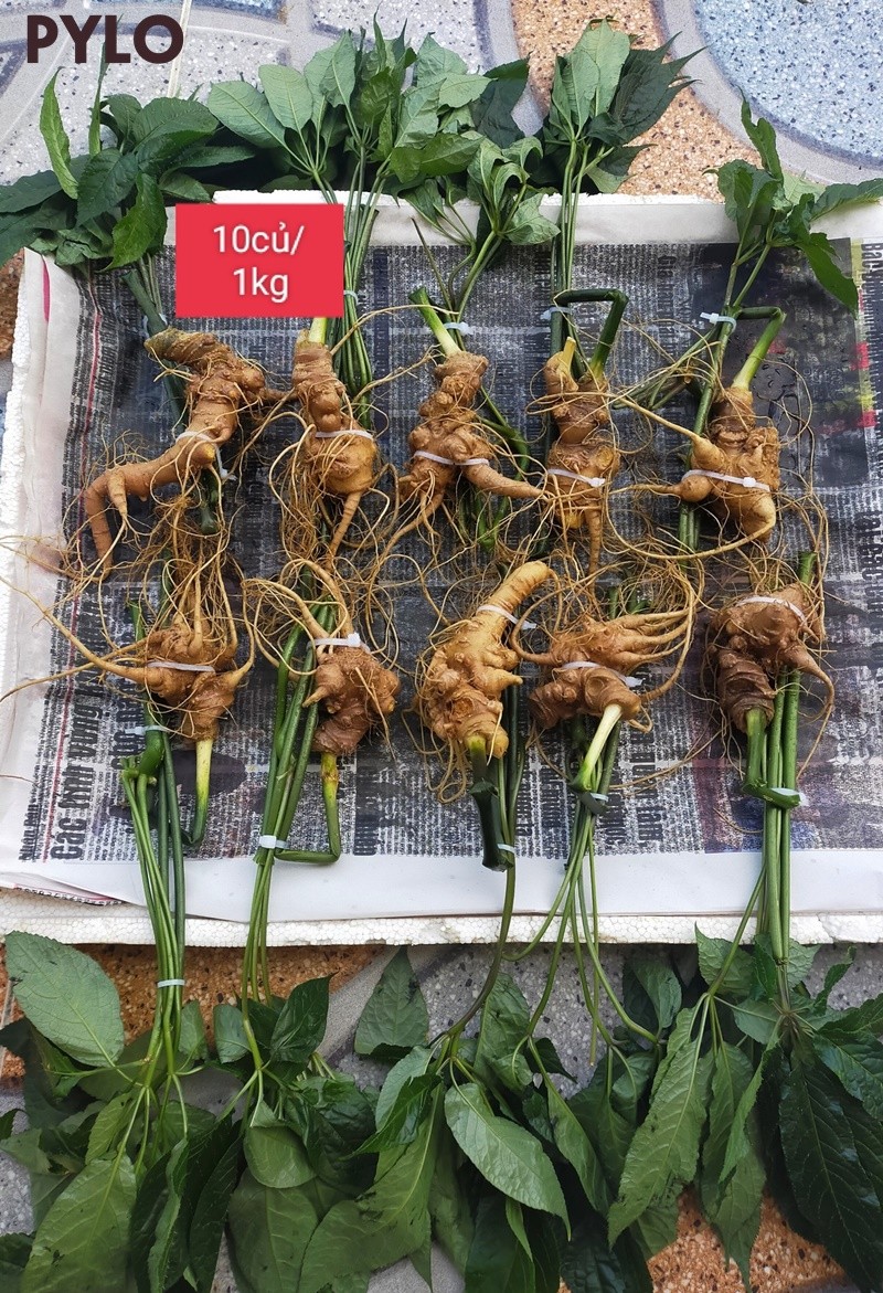 Sâm Ngọc Linh Lai Châu