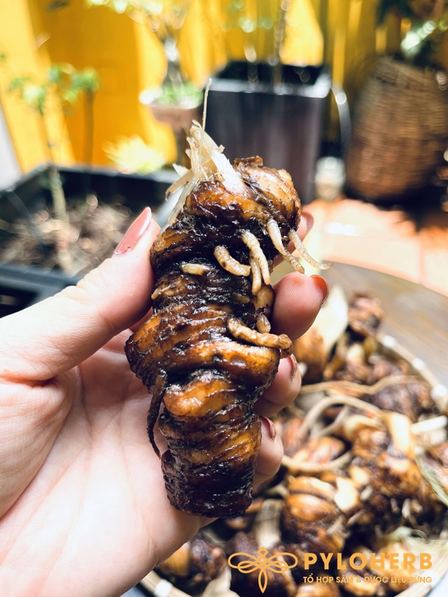 Thất Diệp Nhất Chi Hoa