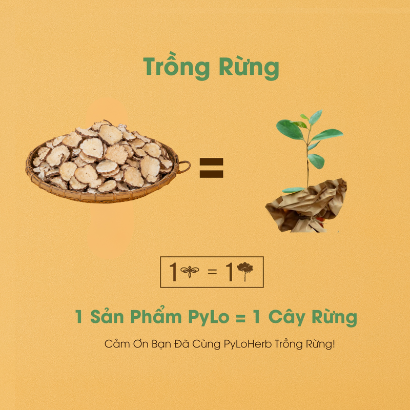 Thất Diệp Nhất Chi Hoa Măng Đen PyLo
