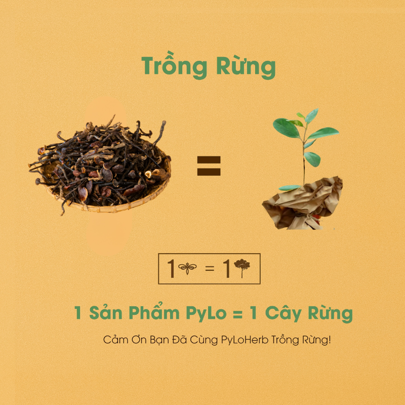 Nấm Linh Chi Cổ Cò PyLo
