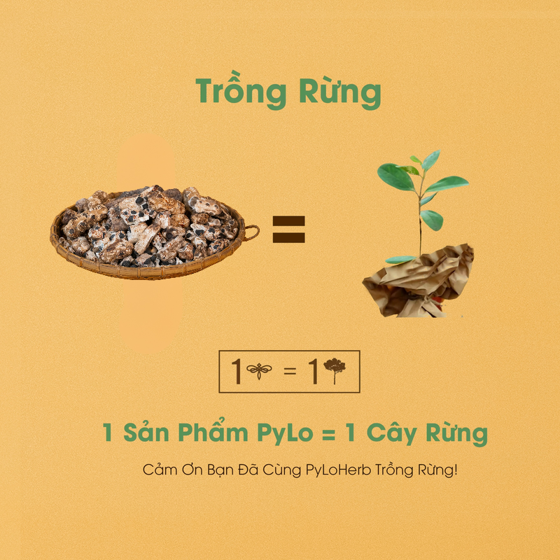 Chuối Cô Đơn Măng Đen PyLo