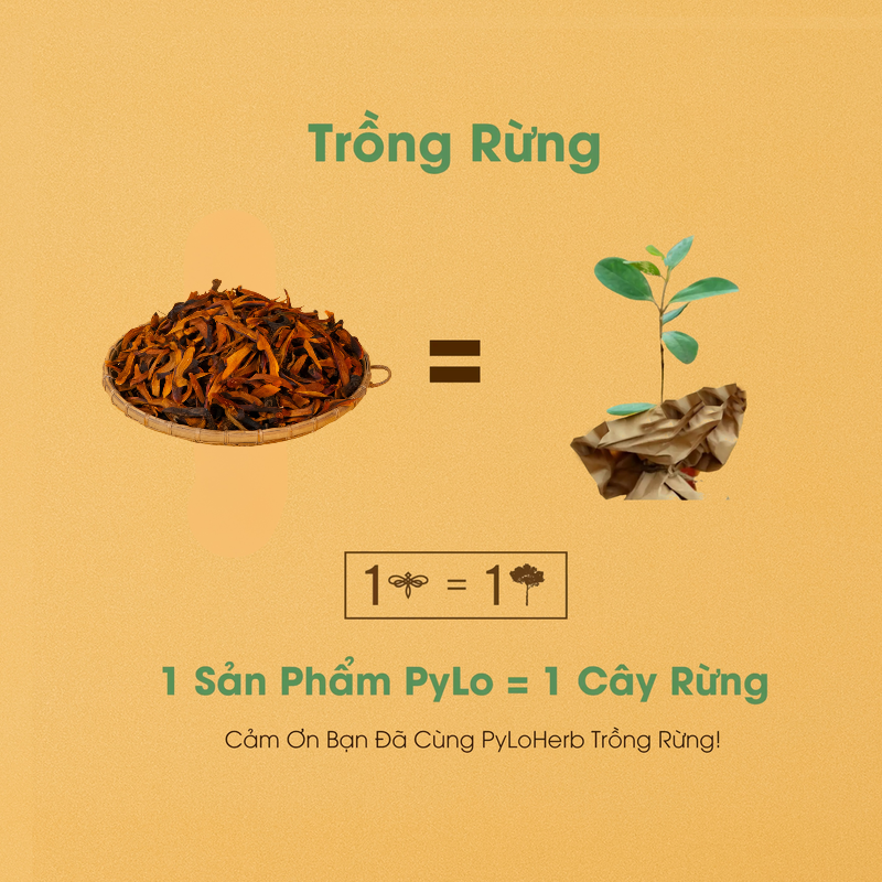 Cốt Toái Bổ Rừng PyLo