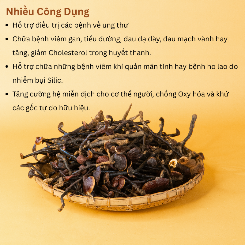 Nấm Linh Chi Cổ Cò PyLo