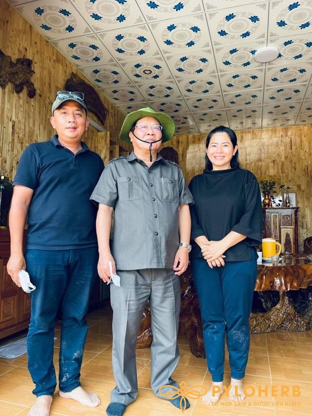 Sâm Ngọc Linh Trồng Dưới Tán Rừng Nguyên Sinh