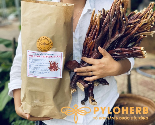 Nấm Linh Chi Sừng Hươu Rừng