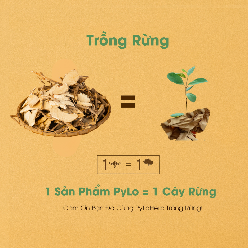 Sâm Cau Ngâm Rượu Măng Đen Pylo