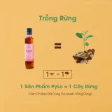 Mật Ong Sâm PyLo Queen - Hồng