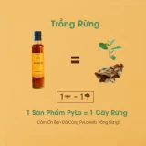 Mật Ong Sâm PyLo Gold - Vàng