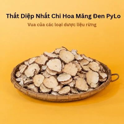 Thất Diệp Nhất Chi Hoa Măng Đen PyLo