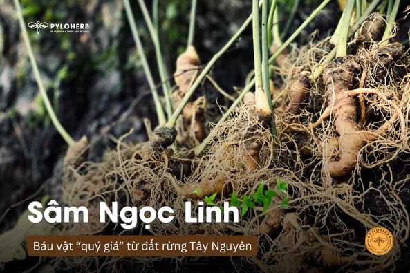 Sâm Ngọc Linh - "báu vật" của đất rừng Tây Nguyên