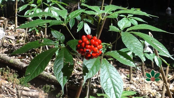 Top 3 Sâm Tươi Quý Hiếm Hàng Đầu Việt Nam