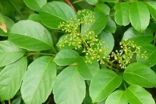 Tác Dụng Của Chè Dây Là Gì?  Cách Sử Dụng Và Giá Bán Hiện Tại