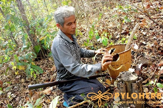 Du Lịch Măng Đen Tự Túc: Khám Phá Tất Tần Tật Từ Ăn, Chơi Đến Quà Mang Về