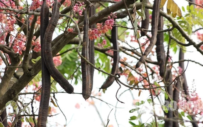 Cây Ô Môi Có Lợi Ích Gì Cho Sức Khỏe?