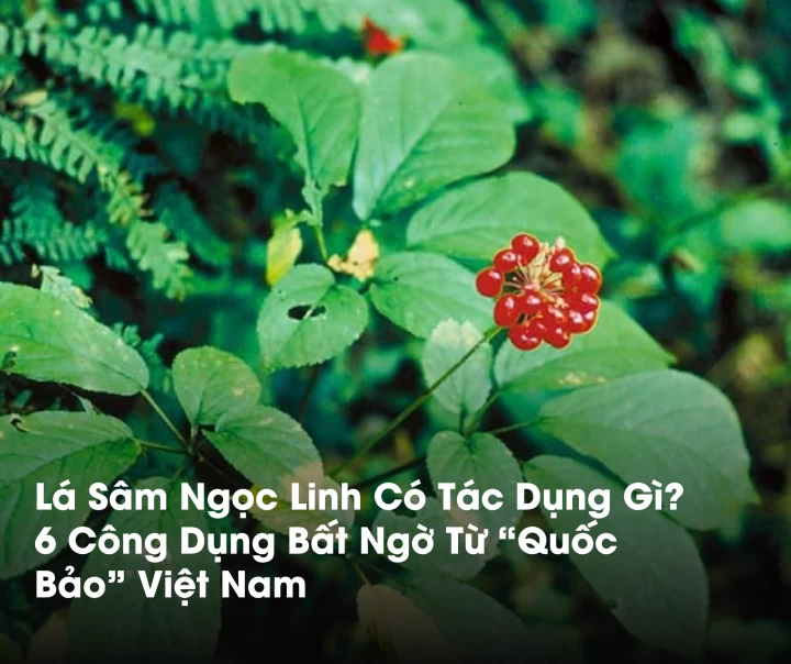 Lá Sâm Ngọc Linh Có Tác Dụng Gì? 6 Công Dụng Bất Ngờ Từ "Quốc Bảo"