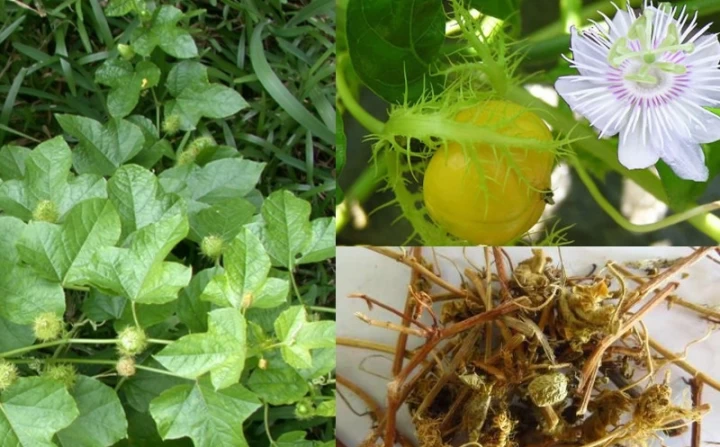 Một Vài Bài Thuốc Chữa Mất Ngủ Từ Cây Lạc Tiên