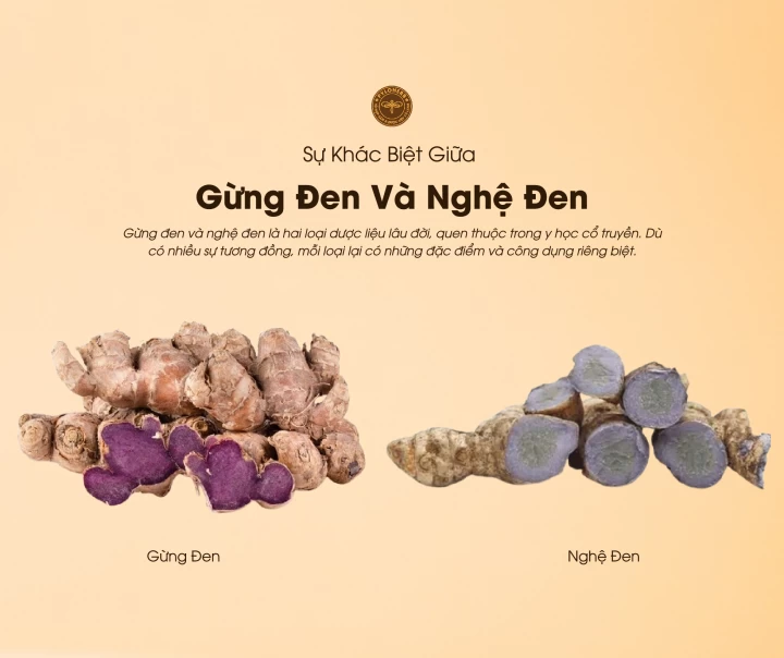 Gừng Đen Và Nghệ Đen Khác Nhau Như Thế Nào? 