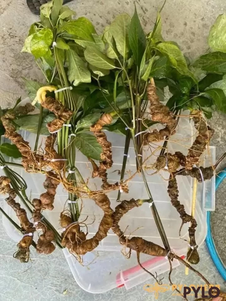 Cách Phân Biệt Sâm Ngọc Linh Thật Giả Tránh “Tiền Mất Tật Mang”