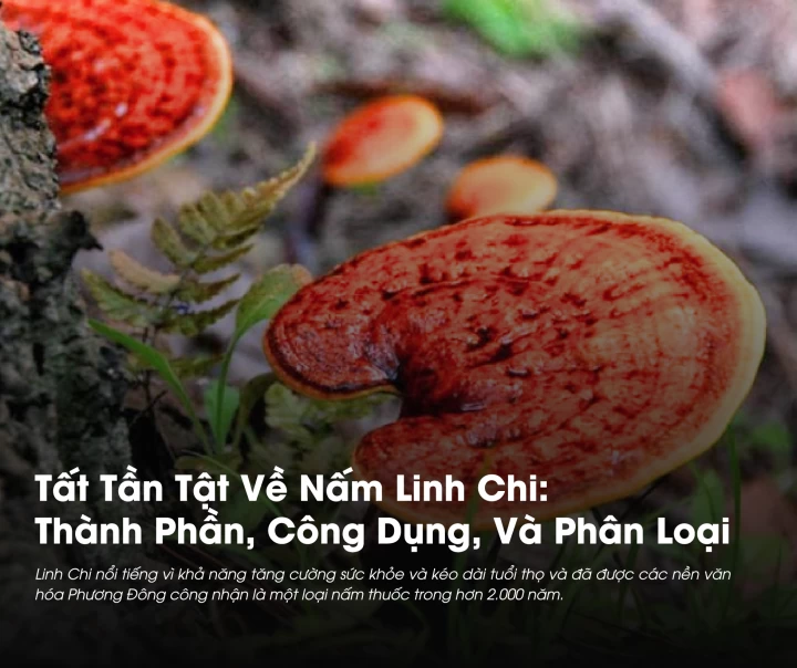 Tất Tần Tật Về Nấm Linh Chi: Thành Phần, Công Dụng Và Phân Loại Nấm