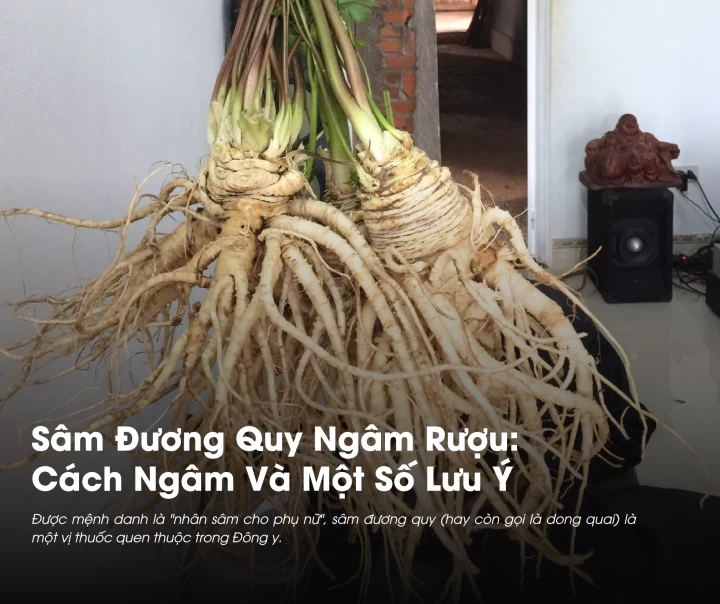Sâm Đương Quy Ngâm Rượu: Cách Ngâm Và Một Số Lưu Ý 