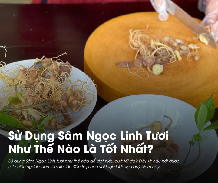 Sử Dụng Sâm Ngọc Linh Tươi Như Thế Nào Là Tốt Nhất?