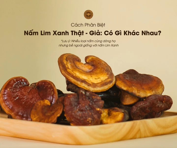 Phân Biệt Nấm Lim Xanh Thật Giả Như Thế Nào? 