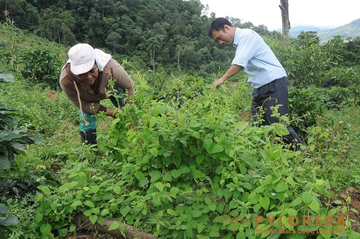 Phát Triển Trồng Cây Dược Liệu Dưới Tán Rừng