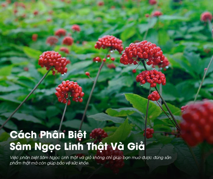 Cách Phân Biệt Sâm Ngọc Linh Thật Và Giả: Mẹo Nhận Biết Chính Xác