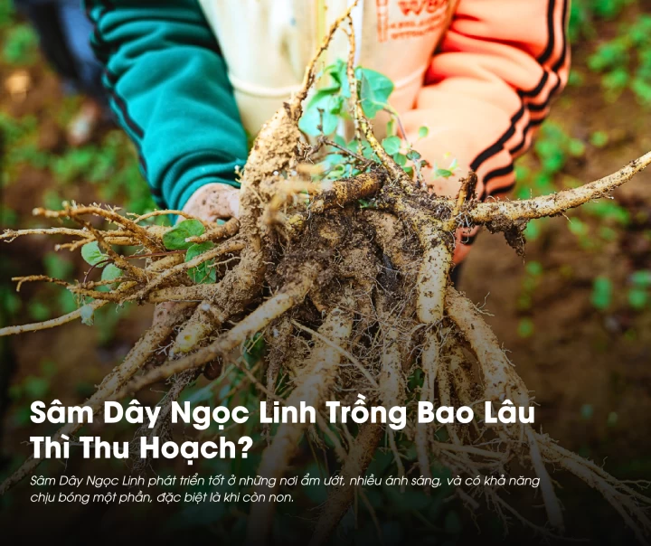 Sâm Dây Ngọc Linh Trồng Bao Lâu Thì Thu Hoạch? 