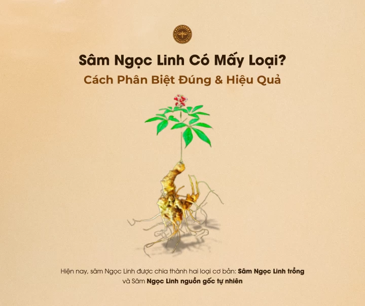 Sâm Ngọc Linh Có Mấy Loại? Cách Phân Biệt Đúng & Hiệu Quả