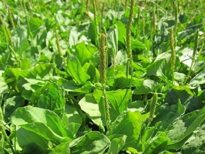 Những Bài Thuốc Hay Từ Cây Mã Đề