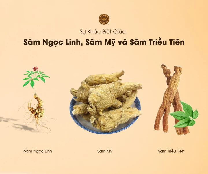 So sánh Sâm Ngọc Linh và sâm Mỹ, Triều Tiên