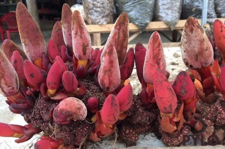 Tác Dụng To Lớn Của Nấm Ngọc Cẩu Rừng Khiến Nhiều Người Phải Tìm Hiểu