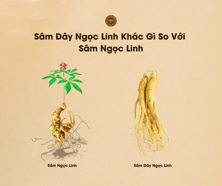 Sâm Dây Ngọc Linh Khác Sâm Ngọc Linh Ở Điểm Nào? 