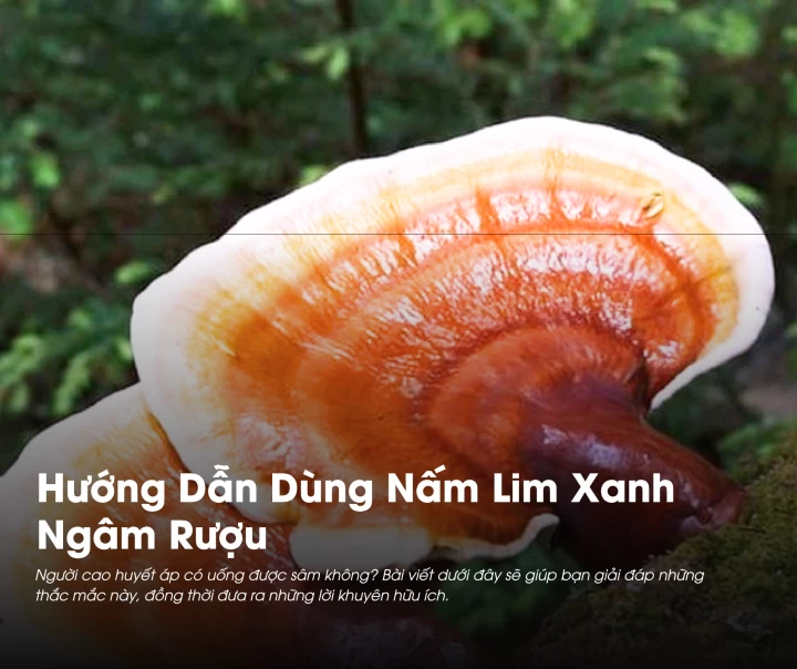 Hướng Dẫn Dùng Nấm Lim Xanh Ngâm Rượu  