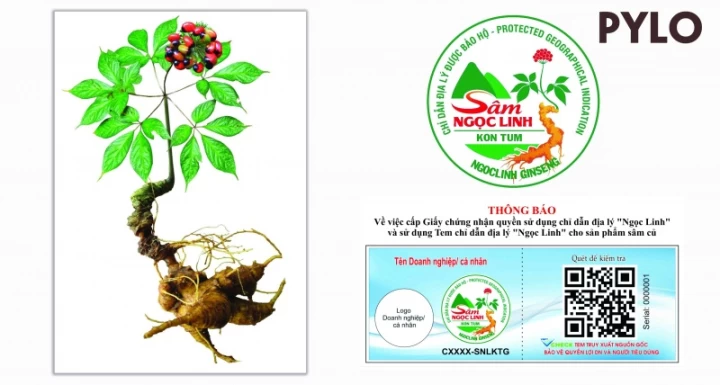 Công Bố Chỉ Dẫn Địa Lý Cho Sản Phẩm Sâm Ngọc Linh