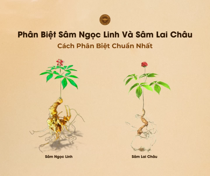 5+ Cách Phân Biệt Sâm Ngọc Linh Và Sâm Lai Châu Chính Xác