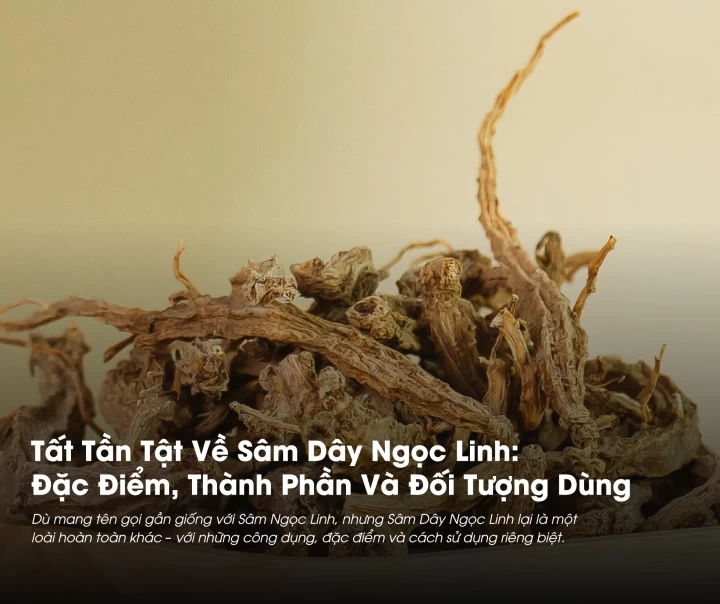 Sâm Dây Ngọc Linh: Đặc Điểm, Thành Phần Và Đối Tượng Sử Dụng