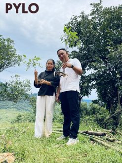 Sâm Ngọc Linh Rừng tự nhiên 100%