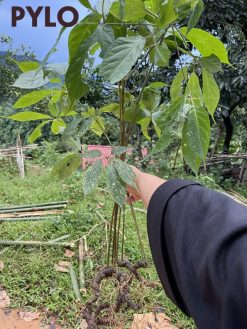 Sâm được khai thác tại rừng