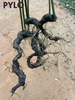 Cây sâm Ngọc Linh rừng thường mọc ở độ cao từ 1000-2000m