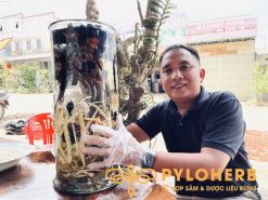 Bình Rượu Dược Liệu Sức Khoẻ Đại Ngàn PyLo